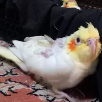 فروش فوری عروس هلندی سرلاکی