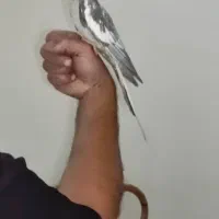 عروس هلندی|پرنده|تهران, جوادیه تهرانپارس|دیوار