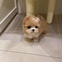 سگ عروسکی|سگ|قزوین, |دیوار