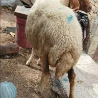 یک عدد شک