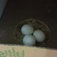 عروس هلندی مولد دستی|پرنده|قم, نخودی|دیوار