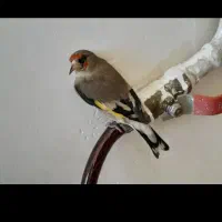 سهره قناری طوطی گرینچیک راهب عروس مینا|پرنده|مشهد, الهیه|دیوار