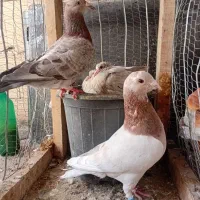 کفتر پرشی|پرنده|مشهد, جاهد شهر|دیوار