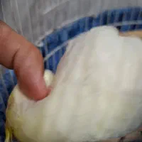 عروس هلندی لوتینو نر سخنگو(قرعه کشی)|پرنده|سنگر, |دیوار