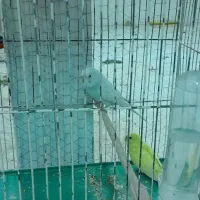 پرنده زینتی