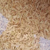 مقداری شلتوک هاشمی