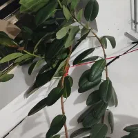 گل در راه رو یا هال|گل و گیاه طبیعی|سقز, |دیوار