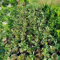 فتونیا ، فوتونیا و یاس هلندی|خدمات باغبانی و درختکاری|واجارگاه, |دیوار