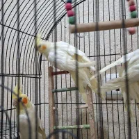 عروس هلندی|پرنده|تهران, گمرک|دیوار