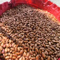 محصولات شمال