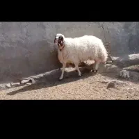 بره قوچی سنجابی|حیوانات مزرعه|کاشمر, |دیوار