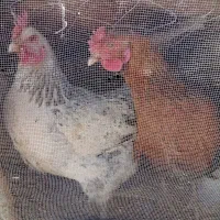 مرغ تخم گذار|حیوانات مزرعه|سرایان, |دیوار