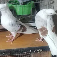 کبوتر خوشونه|پرنده|دره شهر, |دیوار