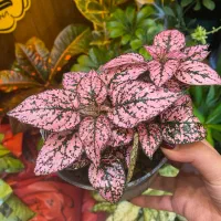 گل های طبیعی|گل و گیاه طبیعی|اراک, |دیوار