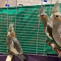 عروس هلندی|پرنده|یزد, |دیوار