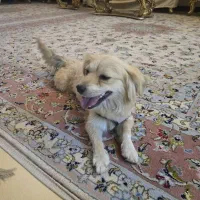سگ اشپیتز دم روباهی