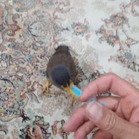 مرغ مینا