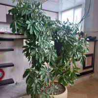 درختچه ی شفلرا