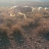 سگ گله|سگ|خبر, |دیوار