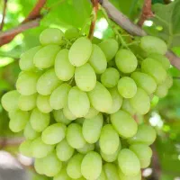 پیشفروش نهال انگور ویکتوریا|خدمات باغبانی و درختکاری|کندوان, |دیوار