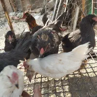 مرغ گلین لری اصیل