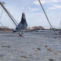 نر بدرنگ پلنگ عتیغه