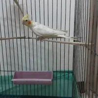 عروس هلندی|پرنده|کهریزک, |دیوار