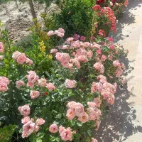 باغبانی گلکاری صفرتاصدهرس درختان کوددهی تیلرزنی|خدمات باغبانی و درختکاری|مشهد, سجاد شهر|دیوار