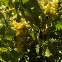 انگور کشمشی