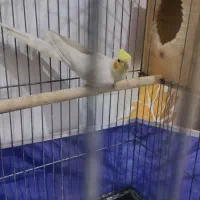 عروس هلندی با جوجه|پرنده|بندرعباس, |دیوار