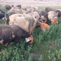 میش بره قوچ بختیاری