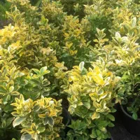 خدمات کل باغبانی|خدمات باغبانی و درختکاری|اسلامشهر, زرافشان|دیوار