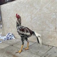 لاری اصیل|حیوانات مزرعه|رشت, فلسطین|دیوار