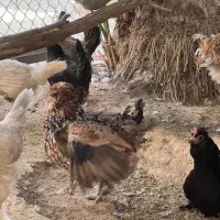 مرغ وخروس|حیوانات مزرعه|گراش, |دیوار