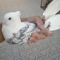 نر پشت سور