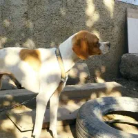 فروش توله سگ انگلیس ماده|سگ|گلی داغ, |دیوار