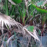 پالم واشنگتن سطل ۱۲|گل و گیاه طبیعی|چابکسر, |دیوار