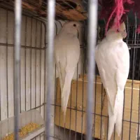 طوطی البینو چشم شرابی جفت مولد|پرنده|رشت, پل تالشان|دیوار