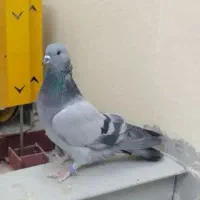 ماده دمگیر فیروزه ای یه تیغ