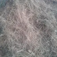 فروش‌گیاه|لوازم جانبی حیوانات|نهاوند, |دیوار