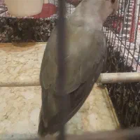 عروس هلندی،طوطی برزیلی،فنج،م با ملنگو و راهب|پرنده|شیراز, شهرک پرواز|دیوار