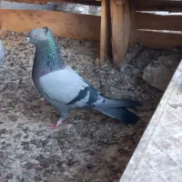 کبوتر سبز اصفهانی