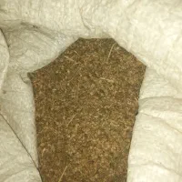 بذر چغندر تازه
