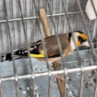 سهره جوجه قفس|پرنده|کرج, حصارک بالا|دیوار