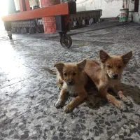 واگذاری|سگ|خمینی‌شهر, |دیوار