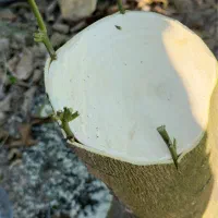 اجرا احداث و پیوند انواع باغ