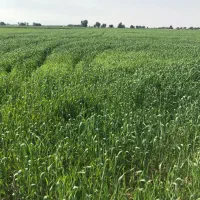 زمین کشاورزی