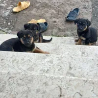 سگ ژرمن شیپرد مینیاتوزی وارداتی