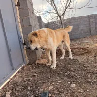 واگذاری سگ نگهبان