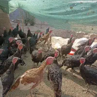 تعداد بقلمون برنز محلی سالم 4نیم ماه  دانه 600|حیوانات مزرعه|مشهد, توس فردوسی|دیوار